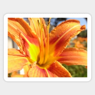 Beautiful photograph of orange flower Sticker